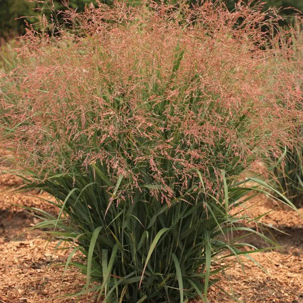 Dream Catcher® Smoky Rose® Switch Grass - Grass - Nature Hills Nursery - 3 Container - 