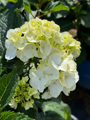 Close-up view of DreamCloud Hydrangea's bright white flower petals and dense bloom cluster.