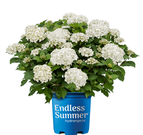 DreamCloud Reblooming Hydrangea shrub in a blue Endless Summer pot featuring large mounds of bright white mophead flowers against dark green foliage.