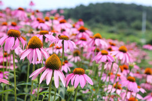 Kim's Knee High™ Coneflower