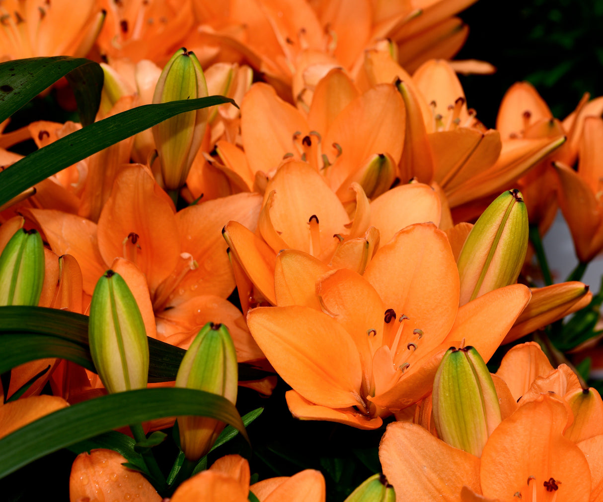 Lily Looks™ Tiny Double You Asiatic Lily