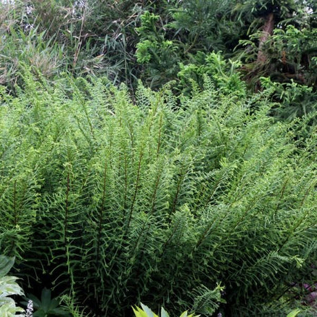 Detail view of Dre's Dagger Fern (Athyrium filix-femina 'Dre's Dagger') showing plant structure and foliage.