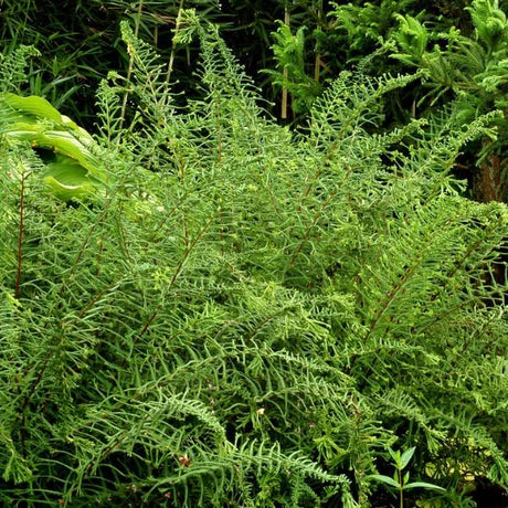 Dre's Dagger Fern (Athyrium filix-femina 'Dre's Dagger') growing in a garden landscape, showing mature perennial form.