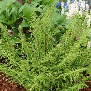 Dre's Dagger Fern (Athyrium filix-femina 'Dre's Dagger'), a perennial featuring perennial and arching, clumping form.