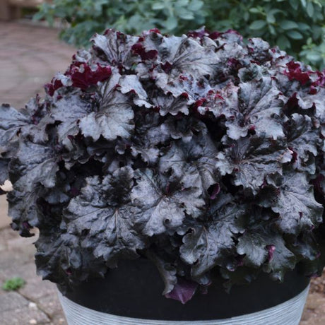 Dressed Up® Evening Gown Coral Bells - Nature Hills Nursery - Quart Container - 