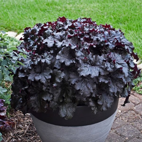 Dressed Up® Evening Gown Coral Bells - Nature Hills Nursery - Quart Container - 