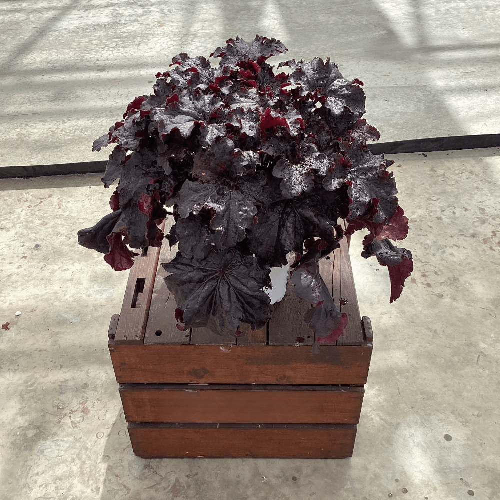 Heuchera Evening Gown coral bells with deep burgundy ruffled foliage planted in a rustic wooden crate on concrete.