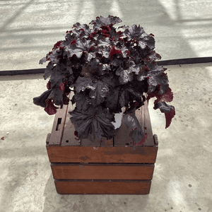 Heuchera Evening Gown coral bells with deep burgundy ruffled foliage planted in a rustic wooden crate on concrete.