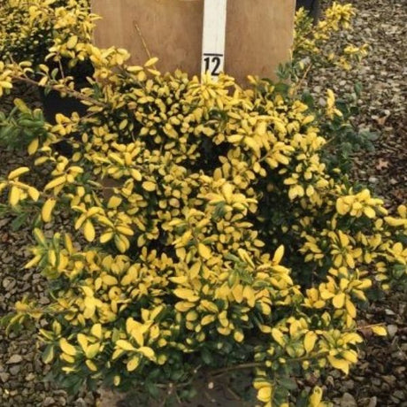 Close-up of white ilex flowers on Drops Of Gold Japanese Holly blooming in early spring to late spring.