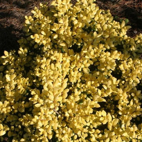Drops Of Gold Japanese Holly (Ilex crenata 'Drops of Gold'), a shrub featuring white flowers and broad-leaved evergreen.