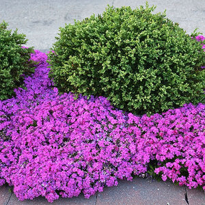 Close-up of pink phlox flowers on Drummond Pink Creeping Phlox blooming in early spring to late spring.