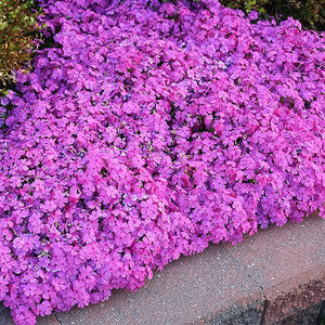 Perennial foliage of Drummond Pink Creeping Phlox (Phlox subulata 'Drummond's Pink') in a garden setting.