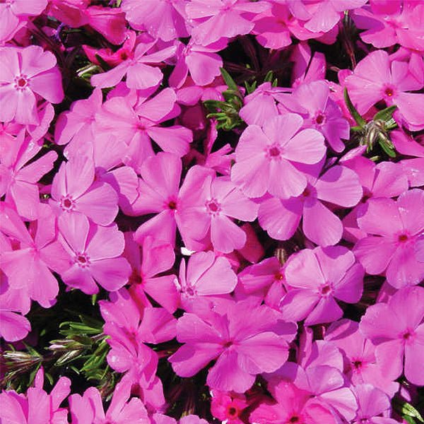 Drummond Pink Creeping Phlox (Phlox subulata 'Drummond's Pink') growing in a garden landscape, showing mature perennial form.