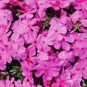 Drummond Pink Creeping Phlox (Phlox subulata 'Drummond's Pink') growing in a garden landscape, showing mature perennial form.