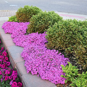 Drummond Pink Creeping Phlox (Phlox subulata 'Drummond's Pink'), a perennial featuring pink flowers and perennial.