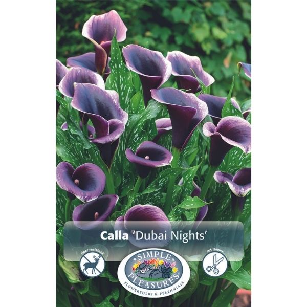 Dubai Nights Calla Lily