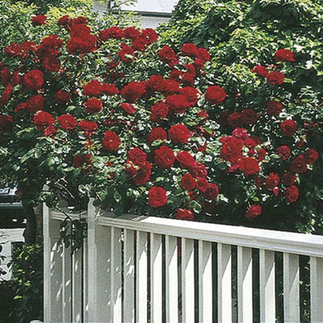 Close-up of red rosa flowers on Dublin Bay Climbing Rose blooming in late spring to early summer to late summer.