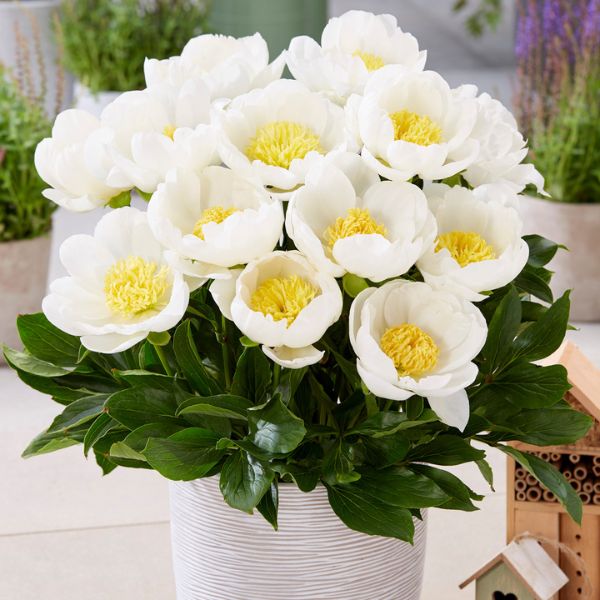 Dublin Peony - Nature Hills Nursery - Bare Root Peony - 