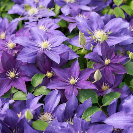 Duchess of Cornwall Clematis - Nature Hills Nursery - #1 Container - 