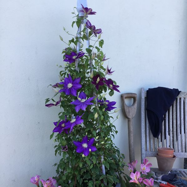 Duchess of Cornwall Clematis - Nature Hills Nursery - #1 Container - 