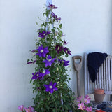 Duchess of Cornwall Clematis - Nature Hills Nursery - #1 Container - 