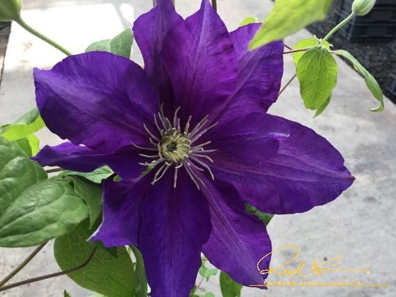 Duchess of Cornwall Clematis