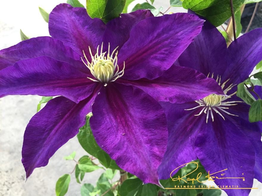 Duchess of Cornwall Clematis