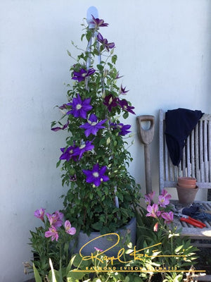 Duchess of Cornwall Clematis