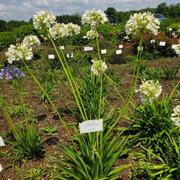 Duivenbrugge White Agapanthus (Lily of the Nile) - Nature Hills Nursery - #1 Container - 
