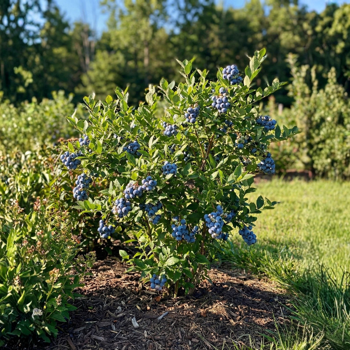 A healthy Duke blueberry bush loaded with ripe blue berries in a sunny garden landscape.