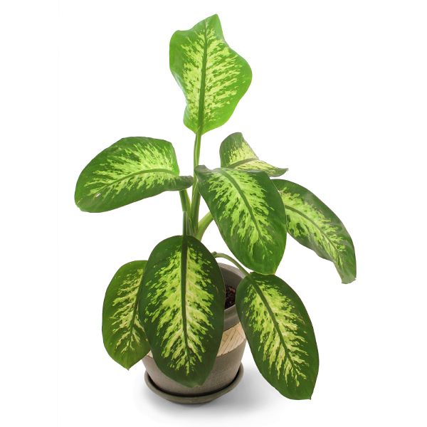 Dumb Cane - Nature Hills Nursery - 6 Inch Container - 