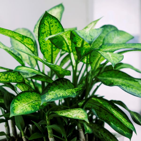 Dumb Cane - Nature Hills Nursery - 6 Inch Container - 