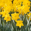 Dutch Master Daffodil - Nature Hills Nursery - 40 Pack Bulbs - 
