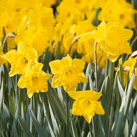 Dutch Master Daffodil - Bulbs - Nature Hills Nursery - 15 Pack Bulbs - 