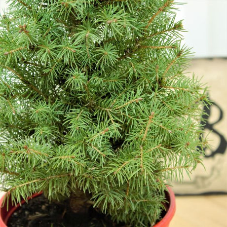 Dwarf Alberta Spruce - Holiday Tree - Nature Hills Nursery - #1 Container - 