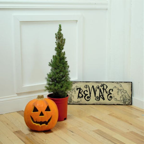 Dwarf Alberta Spruce - Holiday Tree - Nature Hills Nursery - #1 Container - 
