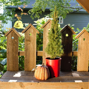 Dwarf Alberta Spruce - Holiday Tree - Nature Hills Nursery - #1 Container - 