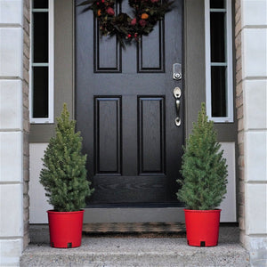 Dwarf Alberta Spruce - Holiday Tree - Nature Hills Nursery - #1 Container - 