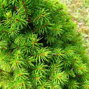 Dwarf Alberta Spruce (Picea glauca 'Conica') tree detail, image 7 of 7.