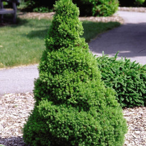 Evergreen foliage of Dwarf Alberta Spruce (Picea glauca 'Conica') in a garden setting.