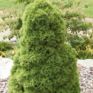 Dwarf Alberta Spruce (Picea glauca 'Conica') tree detail, image 6 of 7.