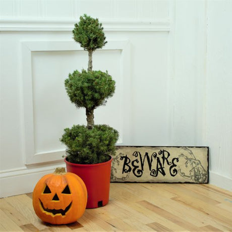 Dwarf Alberta Spruce Pom Pom Topiary - Nature Hills Nursery - #2 Container - 