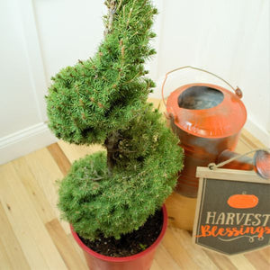 Dwarf Alberta Spruce Spiral Topiary - Nature Hills Nursery - #5 Container - 