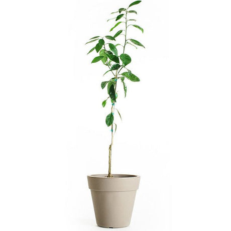 Dwarf Brown Select Satsuma Tree - Nature Hills Nursery - 4x4x11 Inch Container - 