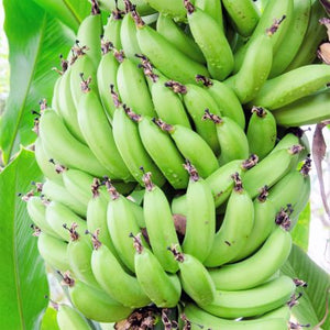 Dwarf Cavendish Banana Tree - Nature Hills Nursery - #1 Container 2 - 3 Feet - 
