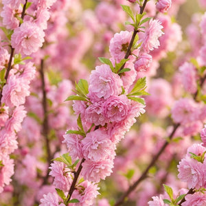 Dwarf Flowering Almond shrub branches densely covered in double pink blooms and fresh green leaves in spring.