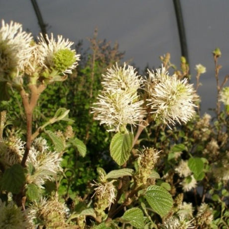 Dwarf Fothergilla (Fothergilla gardenii), a shrub featuring white flowers and deciduous.