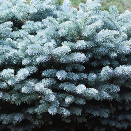 Dwarf Globe Blue Spruce - Nature Hills Nursery - #10 Container Standard Height - 