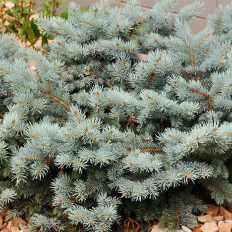 Dwarf Globe Blue Spruce - Nature Hills Nursery - #10 Container Standard Height - 