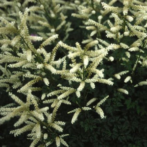Dwarf Goat's Beard